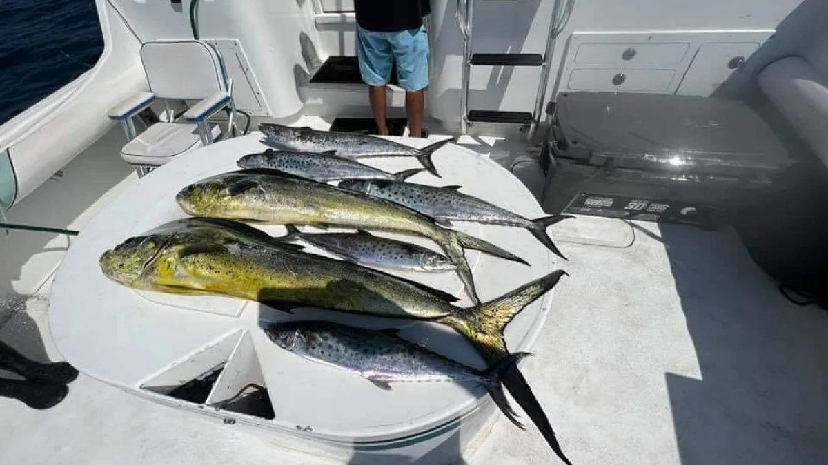 Dorados en la cubierta después de una mañana de pesca en la Bahía de Banderas